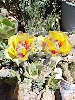 Cactus mini flor flores cactÃ¡cea photo