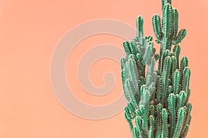 Cactus. Minimal creative stillife on pastel orange