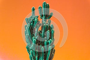Cactus. Minimal creative stillife on pastel orange