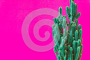 Cactus. Minimal creative stillife on pink background.