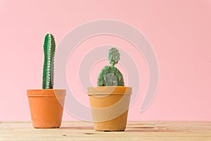 Cactus. Minimal creative stillife on pink pastel background.
