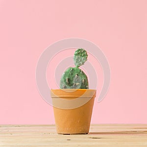 Cactus. Minimal creative stillife on pink pastel background.