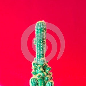 Cactus. Minimal creative stillife on red background