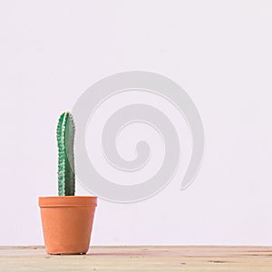 Cactus. Minimal creative stillife on White  background.