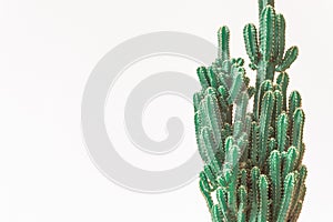 Cactus. Minimal creative stillife on white background.