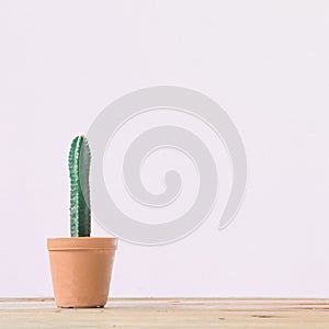 Cactus. Minimal creative stillife on white background.