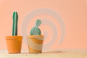 Cactus. Minimal creative stillife on wooden table and pastel orange