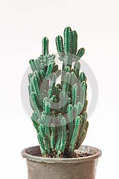 Cactus. Minimal creative stillife on wooden table and white background.