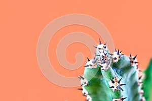 Cactus minimal fashion stillife concept. Trendy Bright Colors Mood. Green cactus with thorns on orange background.