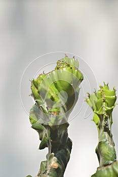 Cactus mollusca on home garden