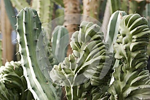 Cactus monster photo
