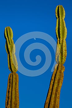 Cactus, moon, blue sky,space, infinity