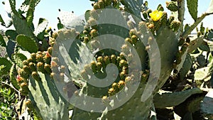 Cactus morocco Indian fig opuntia Barbary fig photo