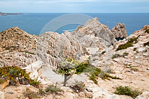 Cactus on Mount Solmare overlooking Divorce Beach at Lands End in Cabo San Lucas in Baja California Mexico