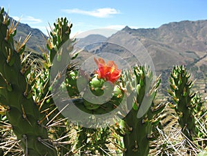 Cactus in the mountains