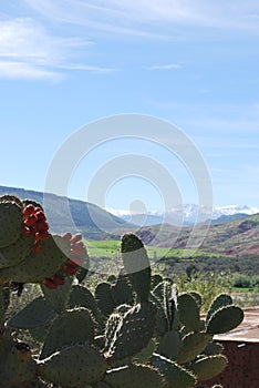Cactus in the mountains photo