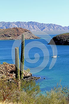 Cactus and mountains in the Loreto bays in the sea of baja california, mexico IV