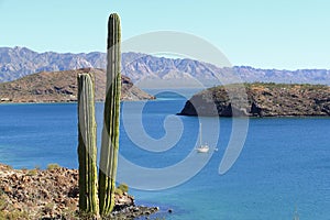 Cactus and mountains in the Loreto bays in the sea of baja california, mexico V