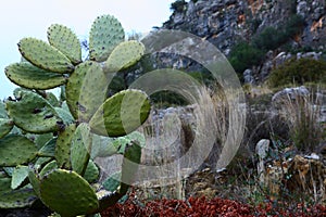 Cactus on the mountains near the Chefchaouen old city,Morocco