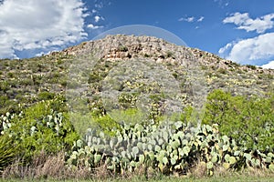 Cactus on mountainside