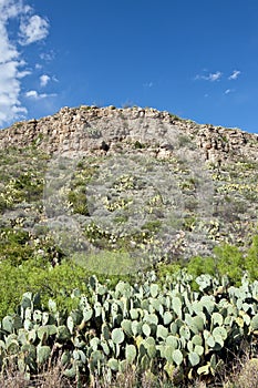 Cactus on mountainside