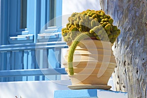 Cactus in Mykonos, Greece