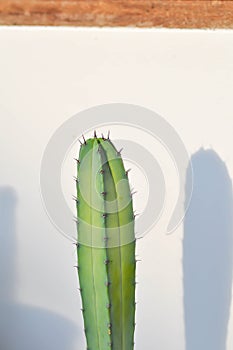 Cactus , myrtillocactus geometrizans or Fairytale castle or Cereus peruvianus or harrisia tetracantha or harrisia or succulent