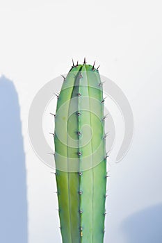 Cactus , myrtillocactus geometrizans or Fairytale castle or Cereus peruvianus or harrisia tetracantha or harrisia or succulent photo