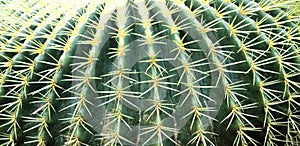 Cactus native to the Western Hemisphere