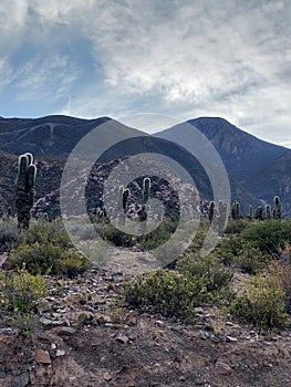 Cactus in natural scenery