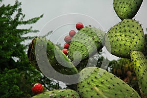Cactus in nature