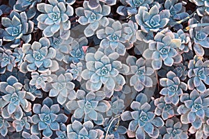 Cactus nature background, blue colored succulent texture. Close up of agave succulent plant, selective focus, toning