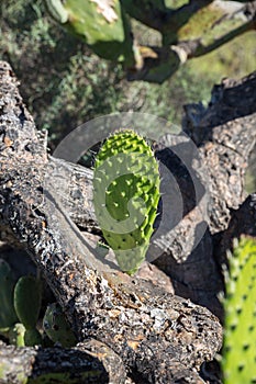 Cactus in the nature photo