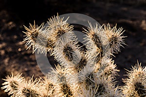 Cactus Needles Backlit by Sunset