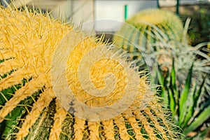 Cactus needles close-up, green succulent close-up, virid cactus texture, lawny natural background, detailed cactus