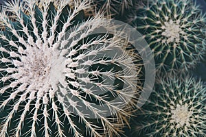 Cactus needles and thorns in selective focus. Space for text. Cactus background