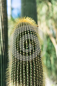 Cactus neobuxbaumia polylopha close up