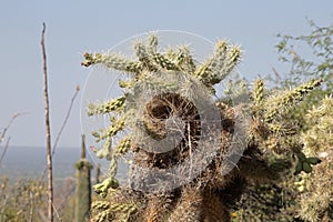 Cactus Nest