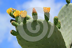 Cactus nopal flowers photo