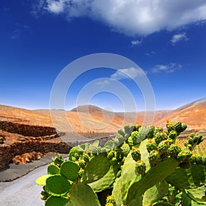 Cactus Nopal in Lanzarote Orzola with mountains photo