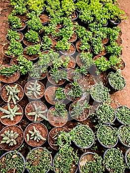 Cactus Nursery