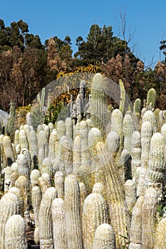 Cactus Nursery Furry, Hairy, and Soft? Vertical Shot