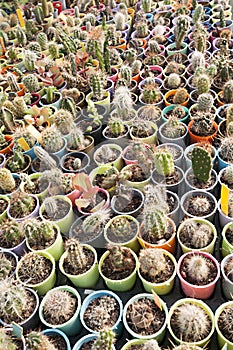 Cactus nursery - many small flowers