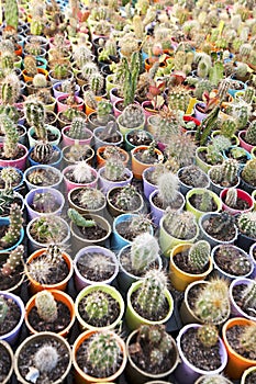 Cactus nursery - many small flowers