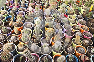 Cactus nursery - many small flowers