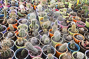 Cactus nursery - many small flowers
