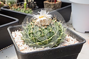 Cactus Obregonia denegrii, because grown in pots, is producing beautiful white flowers in a greenhouse photo