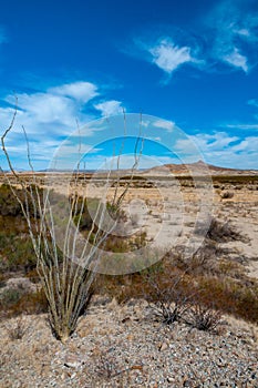 Cactus Ocotillo plant (Fouquieria splendens) in the Chihuahuan Desert photo