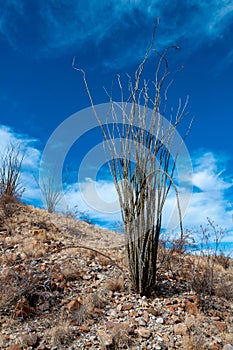 Cactus Ocotillo plant (Fouquieria splendens) in the Chihuahuan Desert photo