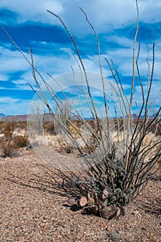 Cactus Ocotillo plant (Fouquieria splendens) in the Chihuahuan Desert photo